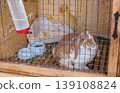 A brown and white rabbit sits inside a wooden cage with a metal grid looking at the camera with a water bottle and bowl visible pet care animal welfare domestic pet concept 139108824