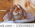 A ginger and white rabbit with black markings sits in a wooden cage with fresh green grass and a metal bowl visible pet care domestic animal husbandry pet concept 139108825