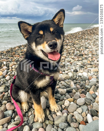 A black Shiba Inu dog sits on a rocky beach by the sea under a dramatic cloudy sky. 139108875