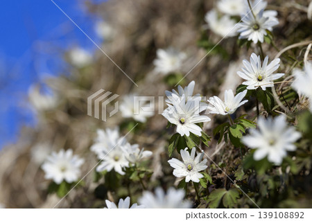 長野縣飯綱町的銀蓮花（Anemone pseudoaltaica） 139108892
