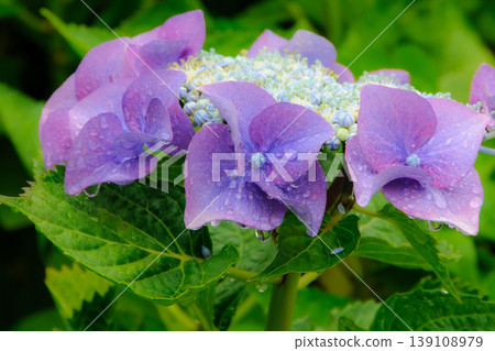 Vibrant blue-purple hydrangeas, dripping with raindrops after the rain. Vibrant blue-purple hydrangeas, dripping with raindrops after the rain. 139108979