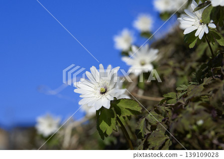 Anemone pseudoaltaica in Iizuna Town, Nagano Prefecture Anemone pseudoaltaica in Iizuna Town, Nagano Prefecture 139109028