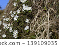 長野縣飯綱町的銀蓮花（Anemone pseudoaltaica） 139109035