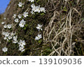 長野縣飯綱町的銀蓮花（Anemone pseudoaltaica） 139109036