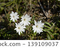 長野縣飯綱町的銀蓮花（Anemone pseudoaltaica） 139109037
