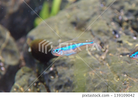 綠霓虹Tetra 綠霓虹Tetra 139109042
