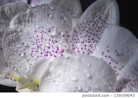 Dew on white orchid petals with purple speckles in bright. Dew on white orchid petals with purple speckles in bright. 139109043