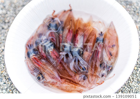 螢火蟲魷魚 139109051