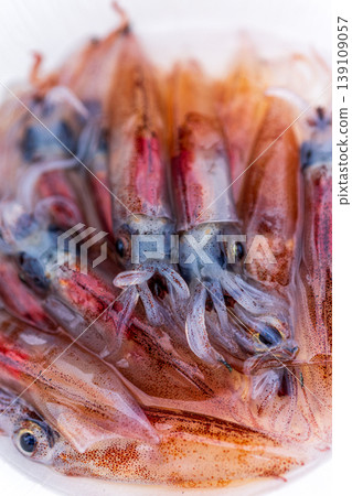 Firefly squid Firefly squid 139109057