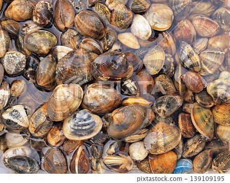 Close-up of clams purging sand 139109195