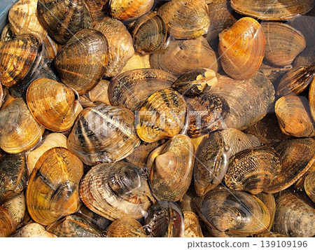 蛤蜊吐沙的特寫鏡頭 139109196