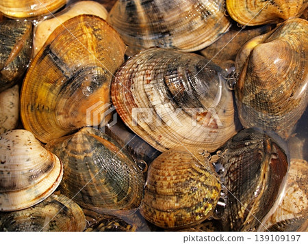 蛤蜊吐沙的特寫鏡頭 139109197