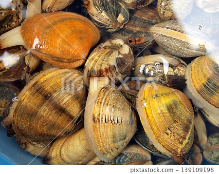 蛤蜊吐沙的特寫鏡頭 139109198