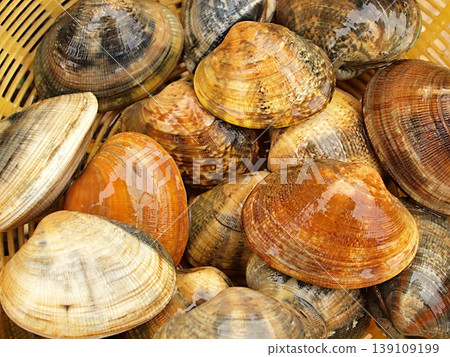 蛤蜊吐沙的特寫鏡頭 139109199