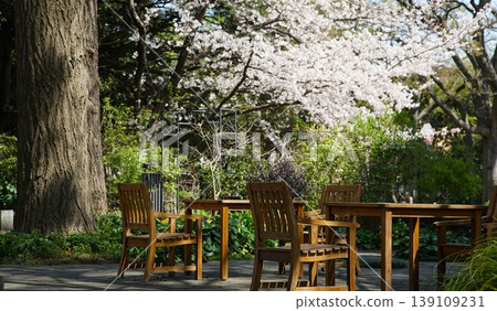 Garden table and chairs under the cherry tree Garden table and chairs under the cherry tree 139109231