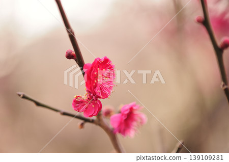 Bairin Park Bairin Park 139109281
