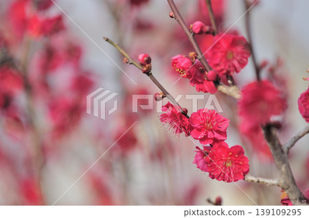 拜林公園 拜林公園 139109295