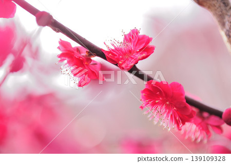 Bairin Park Bairin Park 139109328