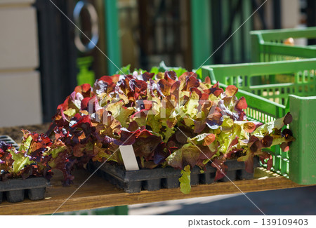 Young red leaf lettuce seedlings Lactuca sativa growing in trays at garden center, fresh organic greens ready for planting in soil outdoors Young red leaf lettuce seedlings Lactuca sativa growing in trays at garden center, fresh organic greens ready for planting in soil outdoors 139109403