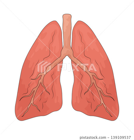 Illustration of Lungs 139109537