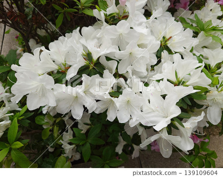 花壇裡盛開的白色杜鵑花 花壇裡盛開的白色杜鵑花 139109604