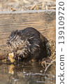 Wild Muskrat 139109720