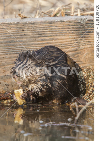Wild Muskrat 139109720
