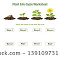 Plant life cycle worksheet with seed, sprout, plant, and flower stages. Educational printable for kids to match growth stages, ideal for classroom activities, homeschooling, science lessons, learning 139109731