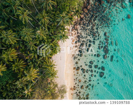 Top-down drone photography of a dense palm forest meeting a rocky coastline 139109788