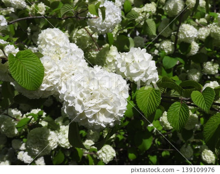 Odemari in full bloom Odemari in full bloom 139109976