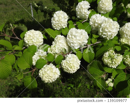 Odemari in full bloom Odemari in full bloom 139109977