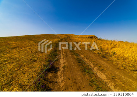 Winding dirt road through golden grass and purple wildflowers 139110004