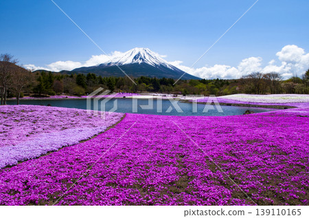 從山梨縣忍野村看到的桃花和富士山 139110165
