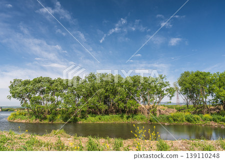 A lush, green forest along the riverbank of the Yodo River, Hirakata City, Osaka Prefecture. A lush, green forest along the riverbank of the Yodo River, Hirakata City, Osaka Prefecture. 139110248