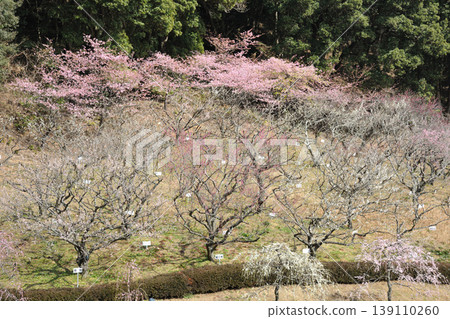 赤塚山公園的梅花 赤塚山公園的梅花 139110260
