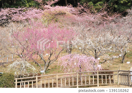 赤塚山公園的梅花 赤塚山公園的梅花 139110262