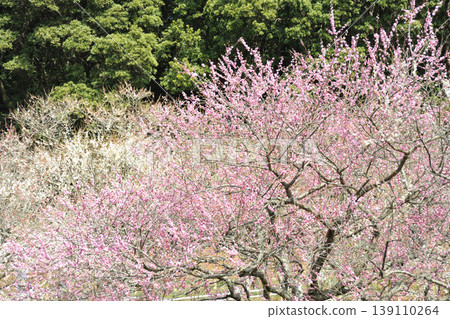 赤塚山公園的梅花 赤塚山公園的梅花 139110264