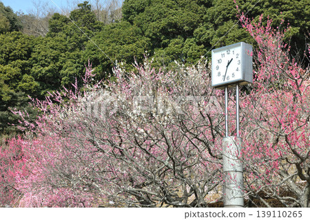 赤塚山公園的梅花 赤塚山公園的梅花 139110265