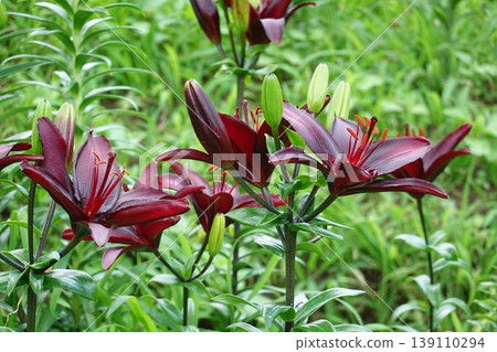 Lily Lily 139110294