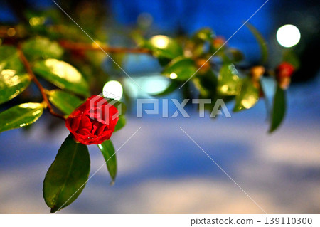 Camellia flowers at Takaoka Old Castle Park 139110300