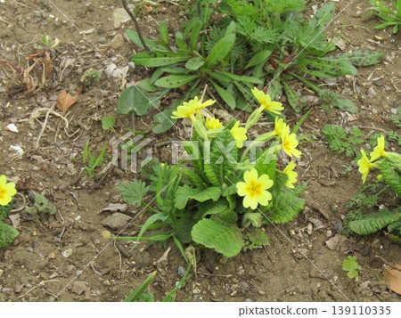 Primroses with yellow flowers 139110335