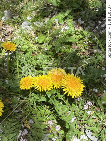 Dandelion and cherry blossom petals Dandelion and cherry blossom petals 139110337