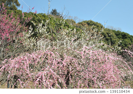 Plum blossoms at Akatsukayama Park Plum blossoms at Akatsukayama Park 139110434