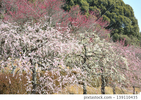 赤塚山公園的梅花 赤塚山公園的梅花 139110435
