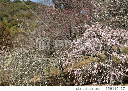 赤塚山公園的梅花 赤塚山公園的梅花 139110437