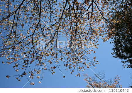 May green May green 139110442