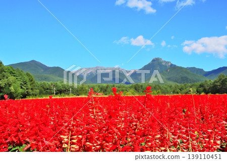 Salvia flower garden Salvia flower garden 139110451