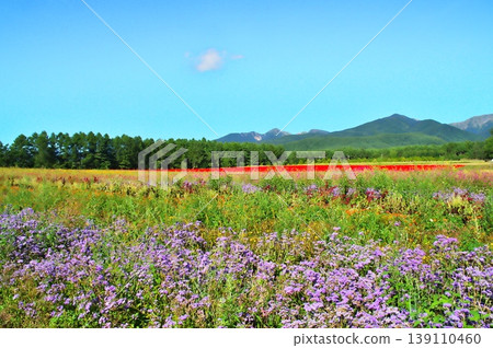 Salvia flower garden Salvia flower garden 139110460