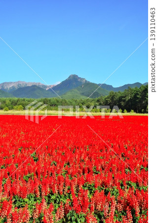 Salvia flower garden Salvia flower garden 139110463