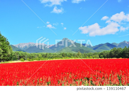 Salvia flower garden Salvia flower garden 139110467